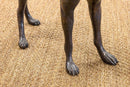 Sadows Bronze Whippet or Greyhound Dog Life Sized Sculpture