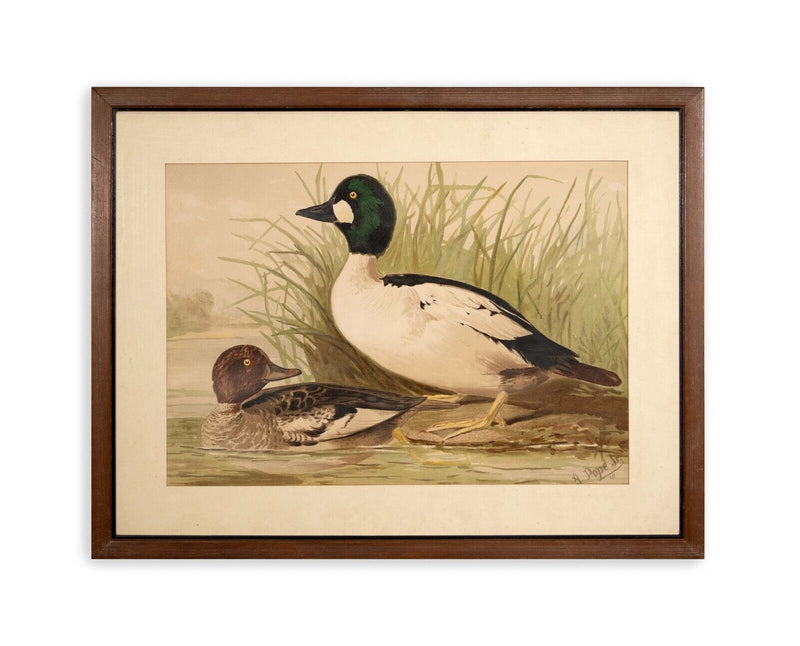 Alexander Pope Jr. Water Fowl Antique Chromolithograph on Paper 1878 Framed