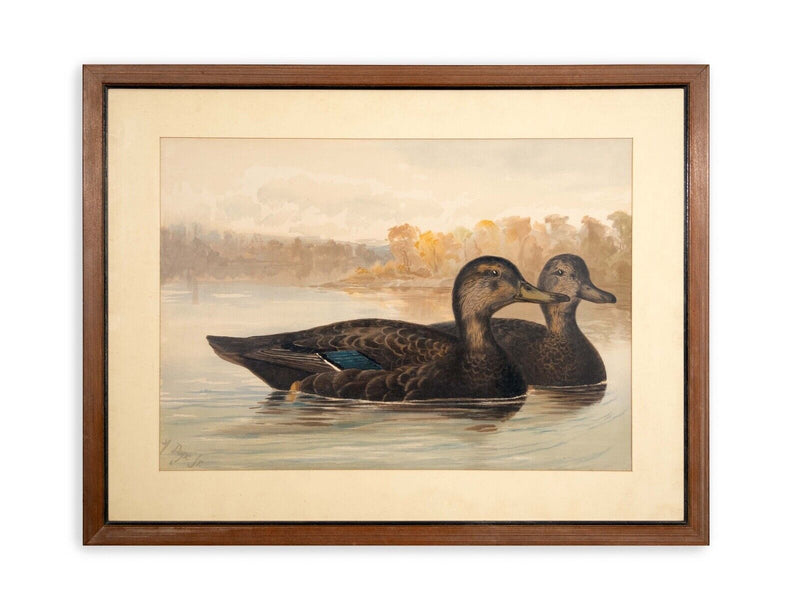 Alexander Pope Jr. Black Ducks Antique Chromolithograph on Paper 1878 Framed