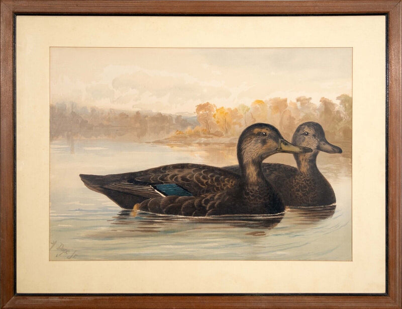 Alexander Pope Jr. Black Ducks Antique Chromolithograph on Paper 1878 Framed