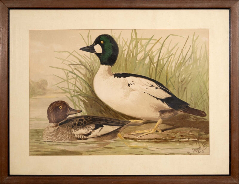 Alexander Pope Jr. Water Fowl Antique Chromolithograph on Paper 1878 Framed