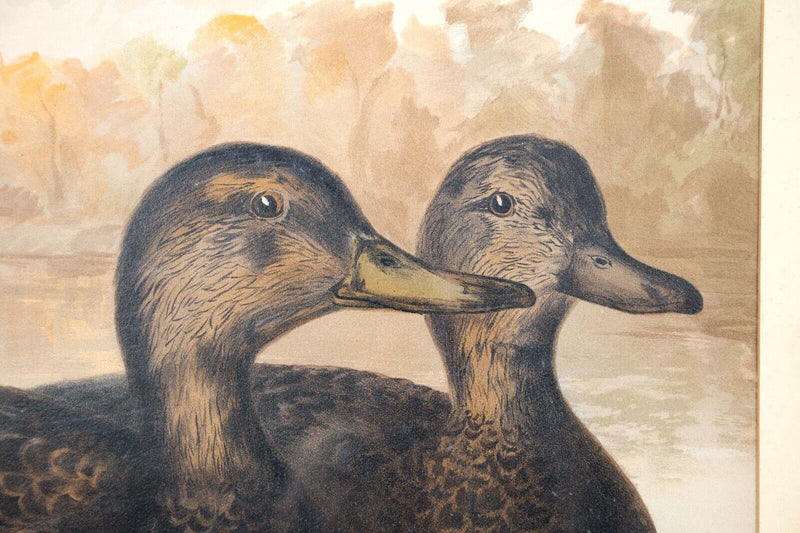 Alexander Pope Jr. Black Ducks Antique Chromolithograph on Paper 1878 Framed