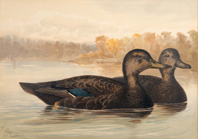 Alexander Pope Jr. Black Ducks Antique Chromolithograph on Paper 1878 Framed