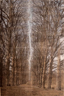 Esteban Chavez Allee Alley of Trees Signed Hand Colored Lithograph on Paper